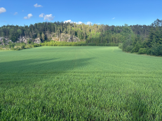 resultat-av-godt-såbedd